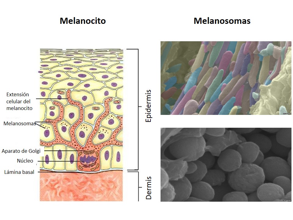 melanosomas